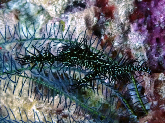 Ornate Ghost Pipefish<br><span style='font-size:12px'><i>Dave & Rose</i></span>