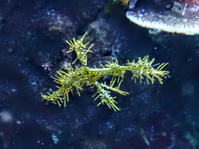 Ornate Ghost Pipefish<br><span style='font-size:12px'><i>Dave & Rose</i>&nbsp&nbspPhilippines&nbsp&nbsp2nd May 2026</span>