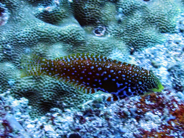 Ornate Leopard Wrasse<br><span style='font-size:12px'><i>Dave & Rose</i>&nbsp&nbspMaldives&nbsp&nbsp14th Jan 2026</span>