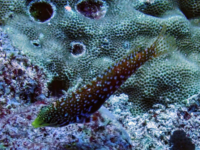 Ornate Leopard Wrasse<br><span style='font-size:12px'><i>Dave & Rose</i></span>