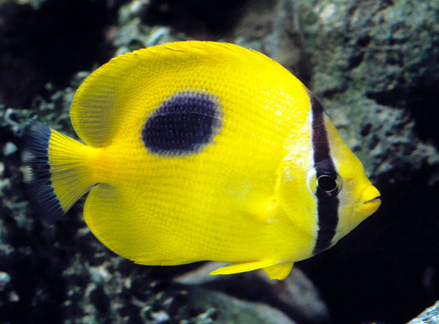 Click to View Oval-spot Butterflyfish<br><span style='font-size:12px'><i>Fishbase</i></span>