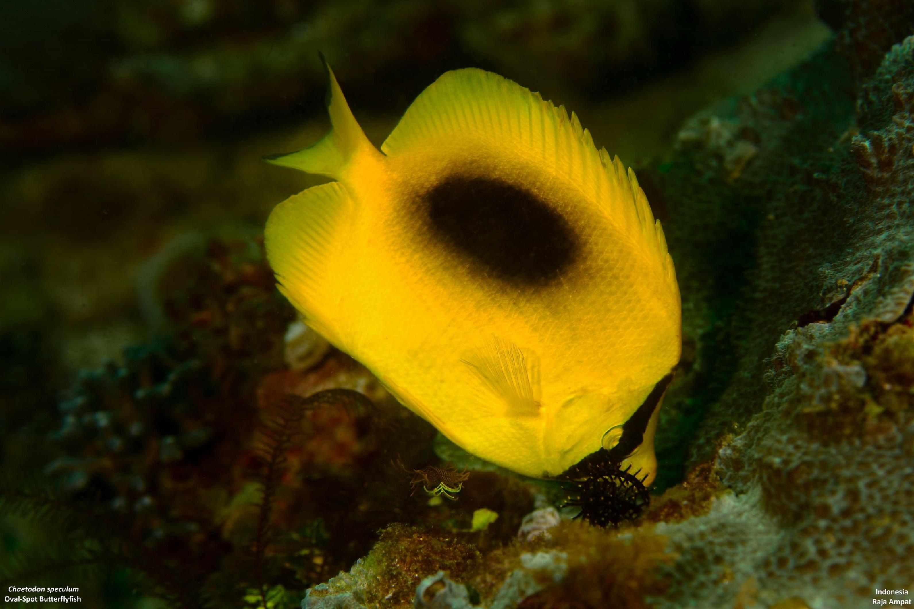 Click to View Oval-spot Butterflyfish<br><span style='font-size:12px'><i>Fishbase</i></span>