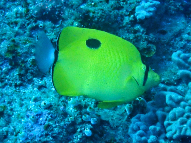 Click to View Oval-spot Butterflyfish<br><span style='font-size:12px'><i>Dave & Rose</i></span>