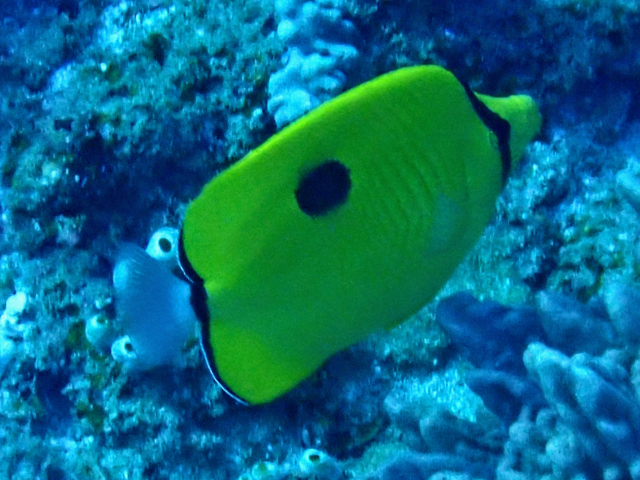 Click to View Oval-spot Butterflyfish<br><span style='font-size:12px'><i>Dave & Rose</i></span>