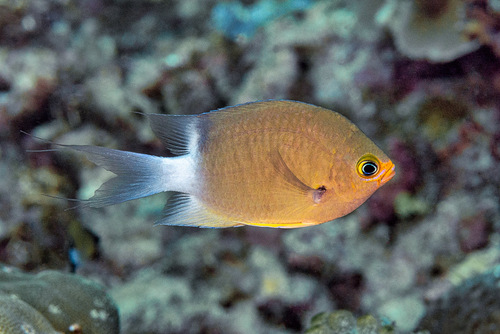 Click to View Ovate Chromis<br><span style='font-size:12px'><i>iNaturalist</i></span>