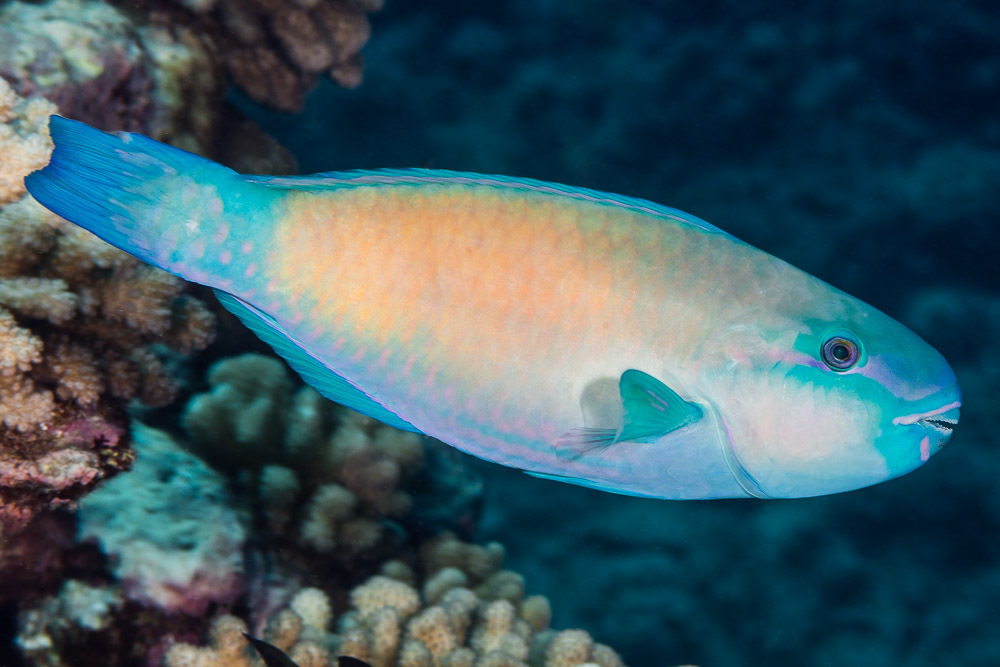 Pacific Bullethead Parrotfish<br><span style='font-size:12px'><i>iNaturalist</i>&nbsp&nbsp&nbsp&nbsp</span>