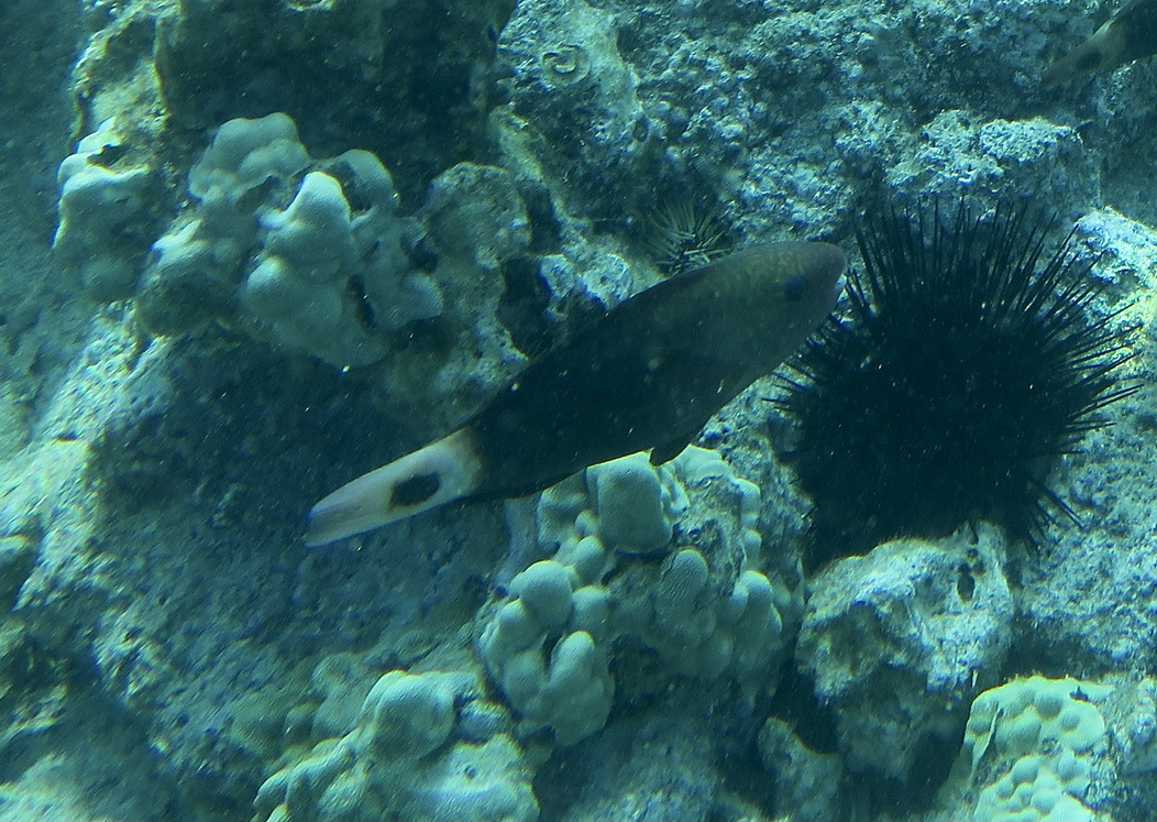 Click to View Pacific Bullethead Parrotfish - female<br><span style='font-size:12px'><i>iNaturalist</i></span>