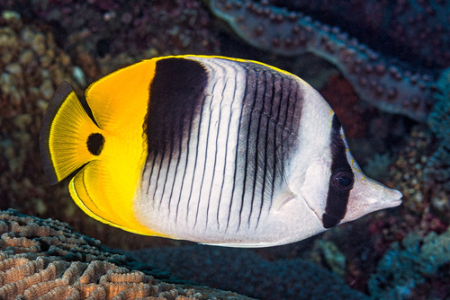 Click to View Pacific Double-saddle Butterflyfish<br><span style='font-size:12px'><i>iNaturalist</i></span>