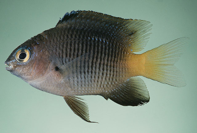 Click to View Pacific Gregory<br><span style='font-size:12px'><i>Fishbase</i></span>