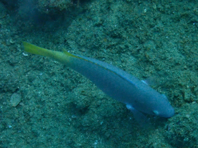 Click to View Pacific Longnose Parrotfish<br><span style='font-size:12px'><i>Dave & Rose</i></span>