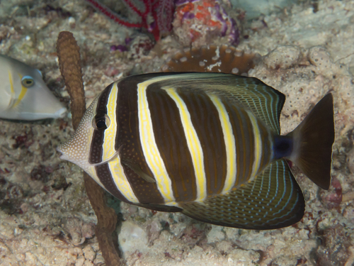 Click to View Pacific Sailfin Tang<br><span style='font-size:12px'><i>inaturalist</i></span>