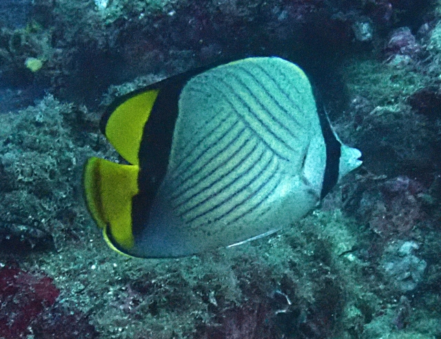 Click to View Painted Butterflyfish<br><span style='font-size:12px'><i>Dave & Rose</i></span>