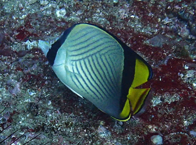 Click to View Painted Butterflyfish<br><span style='font-size:12px'><i>Dave & Rose</i></span>