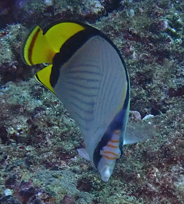 Click to View Painted Butterflyfish<br><span style='font-size:12px'><i>Dave & Rose</i></span>