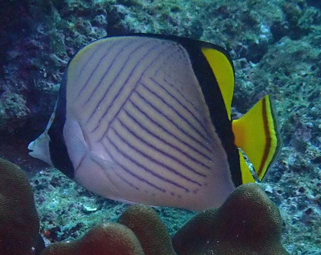 Click to View Painted Butterflyfish<br><span style='font-size:12px'><i>Dave & Rose</i></span>