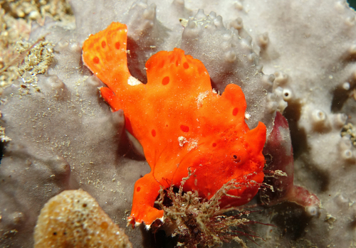 Click to View Painted Frogfish<br><span style='font-size:12px'><i>iNaturalist</i></span>