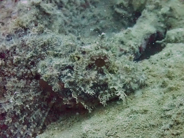 Click to View Painted Scorpionfish<br><span style='font-size:12px'><i>Dave & Rose</i></span>