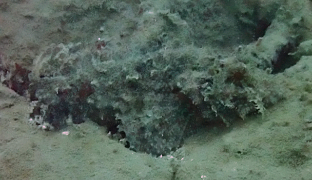 Click to View Painted Scorpionfish<br><span style='font-size:12px'><i>Dave & Rose</i></span>