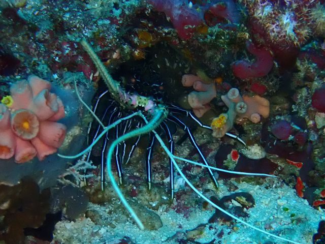 Click to View Painted Spiny Lobster<br><span style='font-size:12px'><i>Dave & Rose</i></span>