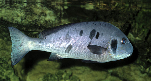 Click to View Painted Sweetlips<br><span style='font-size:12px'><i>Fishbase</i></span>