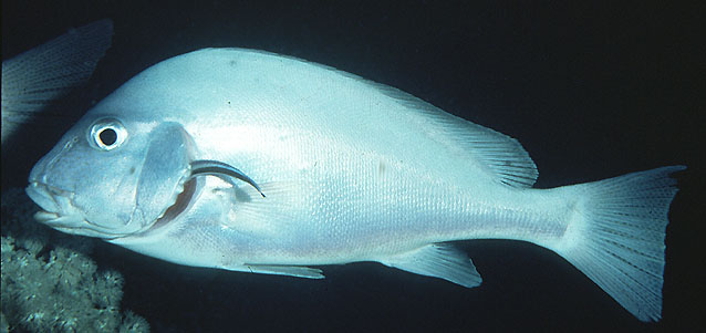 Click to View Painted Sweetlips<br><span style='font-size:12px'><i>Fishbase</i></span>