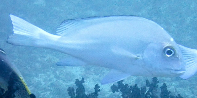 Click to View Painted Sweetlips<br><span style='font-size:12px'><i>Dave & Rose</i></span>