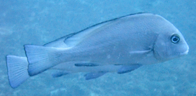 Click to View Painted Sweetlips<br><span style='font-size:12px'><i>Dave & Rose</i></span>