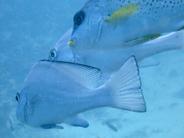 Click to View Painted Sweetlips<br><span style='font-size:12px'><i>Dave & Rose</i></span>