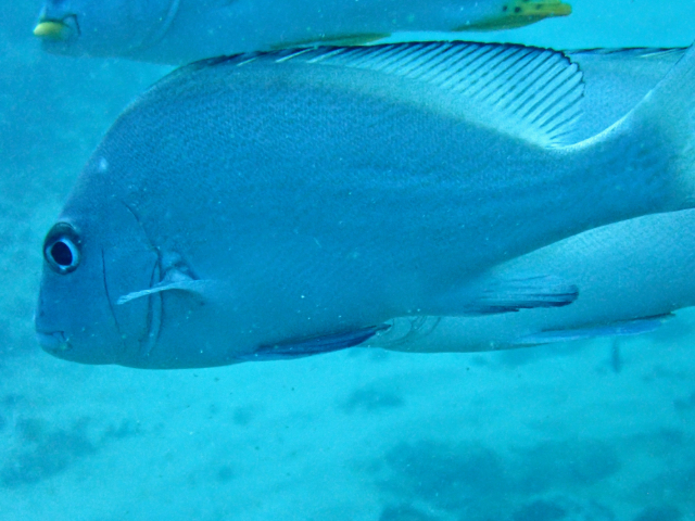 Click to View Painted Sweetlips<br><span style='font-size:12px'><i>Dave & Rose</i></span>