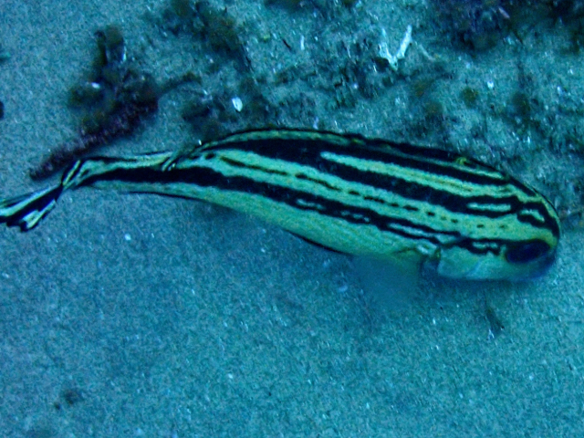 Click to View Painted Sweetlips - juvenile<br><span style='font-size:12px'><i>Dave & Rose</i></span>