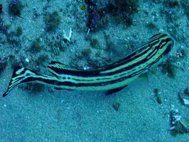 Click to View Painted Sweetlips - juvenile<br><span style='font-size:12px'><i>Dave & Rose</i></span>