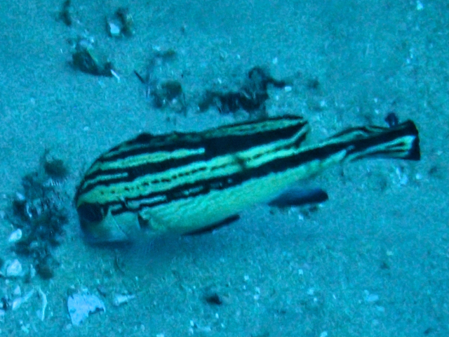 Click to View Painted Sweetlips - juvenile<br><span style='font-size:12px'><i>Dave & Rose</i></span>