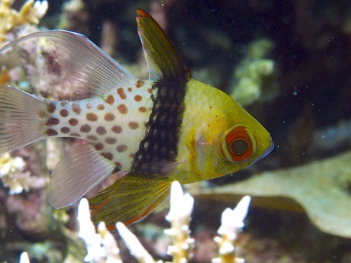Pajama Cardinalfish<br><span style='font-size:12px'><i>iNaturalist</i>&nbsp&nbsp&nbsp&nbsp</span>