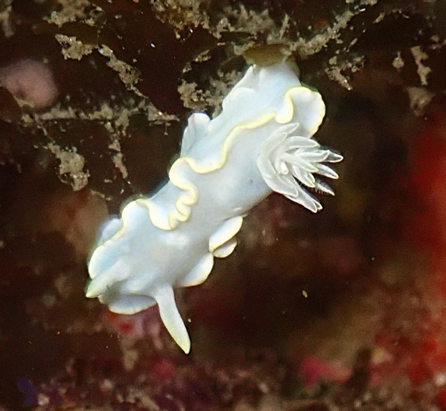 Click to View Pale Glossodorid<br><span style='font-size:12px'><i>Dave & Rose</i></span>