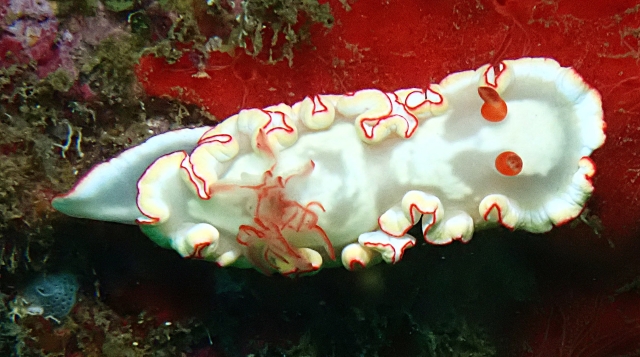 Click to View Pale Glossodorid<br><span style='font-size:12px'><i>Dave & Rose</i></span>