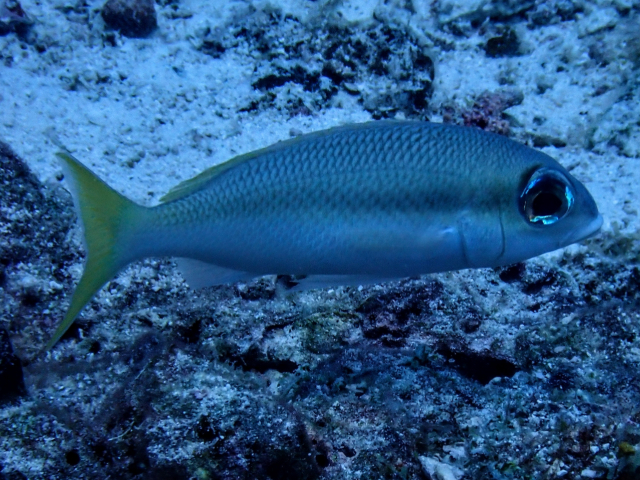 Click to View Pale Monocle Bream<br><span style='font-size:12px'><i>Dave & Rose</i></span>