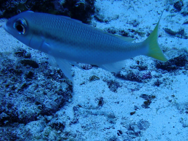 Click to View Pale Monocle Bream<br><span style='font-size:12px'><i>Dave & Rose</i></span>