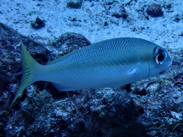 Click to View Pale Monocle Bream<br><span style='font-size:12px'><i>Dave & Rose</i></span>