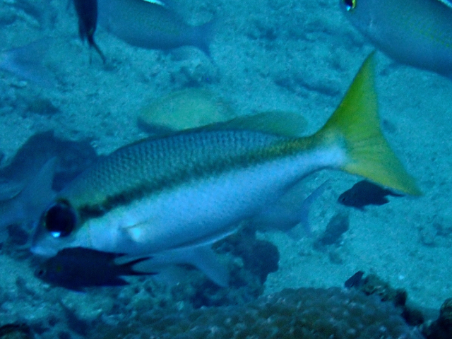 Click to View Pale Monocle Bream<br><span style='font-size:12px'><i>Dave & Rose</i></span>