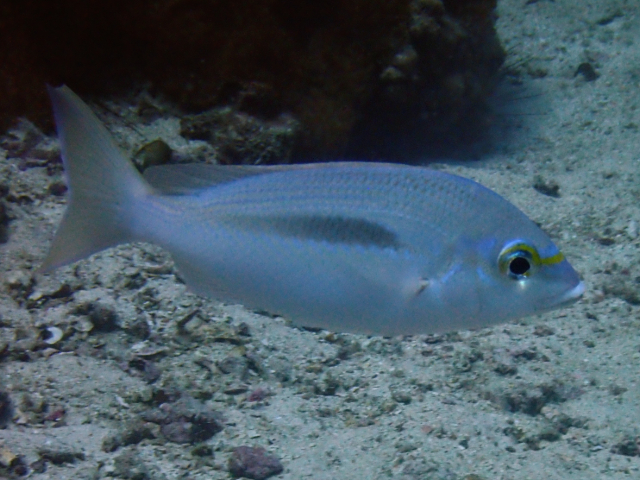 Click to View Pale Monocle Bream<br><span style='font-size:12px'><i>Dave & Rose</i></span>