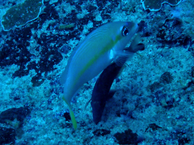 Click to View Pale Monocle Bream<br><span style='font-size:12px'><i>Dave & Rose</i></span>