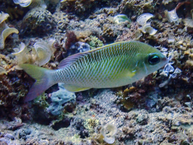 Click to View Pale Monocle Bream<br><span style='font-size:12px'><i>Dave & Rose</i></span>