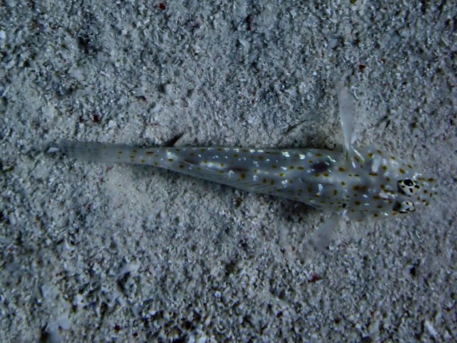 Click to View Pale Sandgoby<br><span style='font-size:12px'><i>Dave & Rose</i></span>