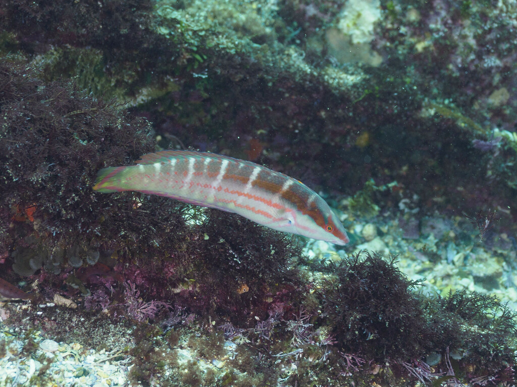 Click to View Pale-barred Coris<br><span style='font-size:12px'><i>iNaturalist</i></span>