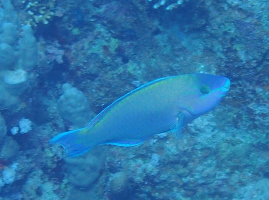 Click to View Palenose Parrotfish<br><span style='font-size:12px'><i>Dave & Rose</i></span>