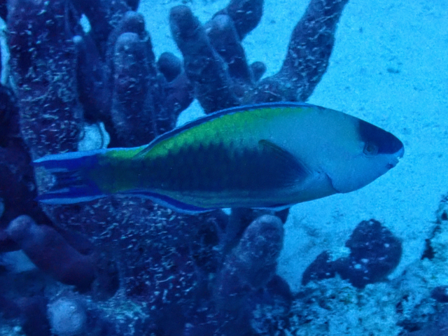 Palenose Parrotfish<br><span style='font-size:12px'><i>Dave & Rose</i></span>