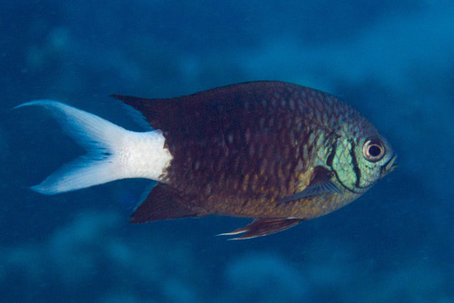 Paletail Chromis<br><span style='font-size:12px'><i>iNaturalist</i>&nbsp&nbsp&nbsp&nbsp</span>