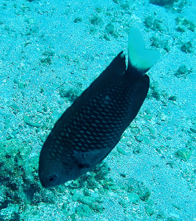 Click to View Paletail Damsel<br><span style='font-size:12px'><i>Dave & Rose</i></span>