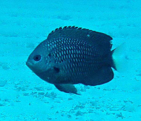 Click to View Paletail Damsel<br><span style='font-size:12px'><i>Dave & Rose</i></span>