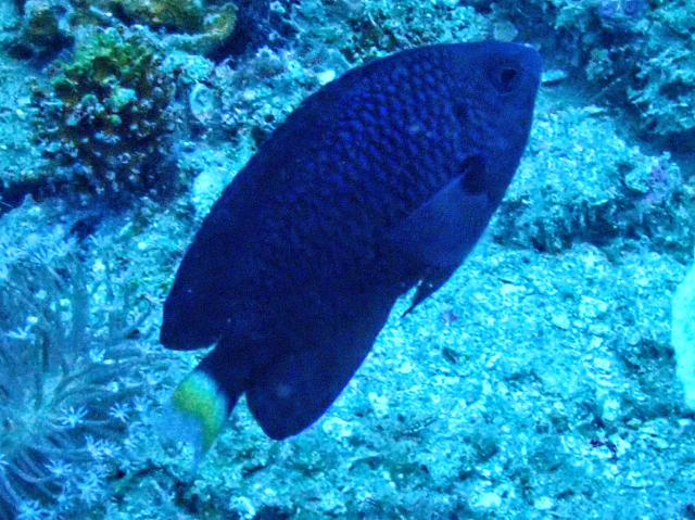 Click to View Paletail Damsel<br><span style='font-size:12px'><i>Dave & Rose</i></span>